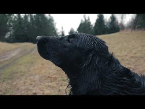 Die Jägerin und ihr Hund