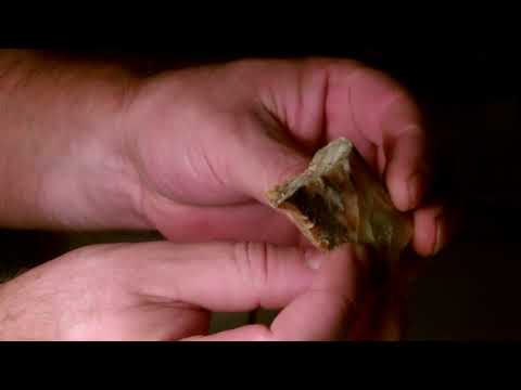 Kienspan das Gold des Waldes