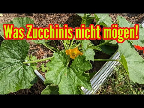 , title : 'Was Zucchini nicht mögen - Diese Pflegefehler unbedingt vermeiden beim Zucchini anbauen'