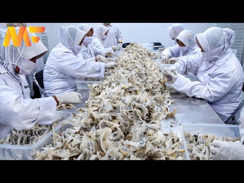 How is the most expensive edible bird's nest farmed? Bird Nest Harvesting & Processing|Modern Farm79