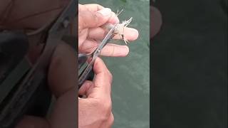 Download lagu How to Fish for Baronang Fish with Live Shrimp Bait #shorts #shortvideo #short #shortsvideo mp3 Download lagu How to Fish for Baronang Fish with Live Shrimp Bait #shorts #shortvideo #short #shortsvideo mp3