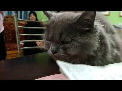 Russian Blue Cat @ Dr. Sagir's Pet Clinic 01912251312