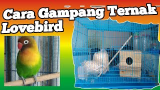 Download lagu CARA MUDAH BETERNAK LOVEBIRD BAGI PEMULA mp3 Download lagu CARA MUDAH BETERNAK LOVEBIRD BAGI PEMULA mp3