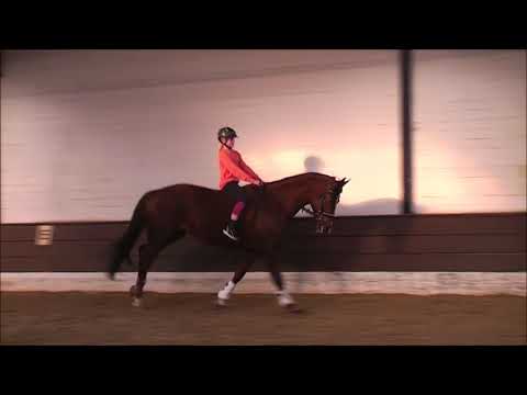 SUNRISE 10j. v. Soliman de Hus     VB 18.000,- Euro