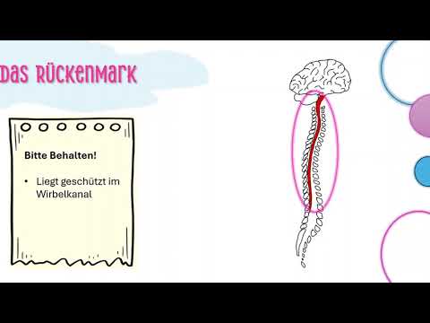 Das Rückenmark- einfach erklärt