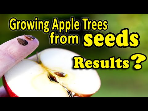 , title : 'Growing an Apple Tree from Seeds | Fruit trees from Seeds - Yes, It’s Easy, but should you do it?'