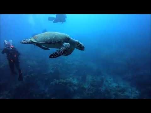 "Into The Descent" (Scuba Diving Belize Barrier Reef & Travelling The World)