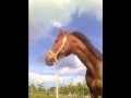 2010 My Horse Enigma