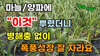 마늘/양파 3월 봄부터 꼭 하세요 병해충 걱정 없이 폭풍성장 잘자라요 마늘웃자람  #마늘키우기