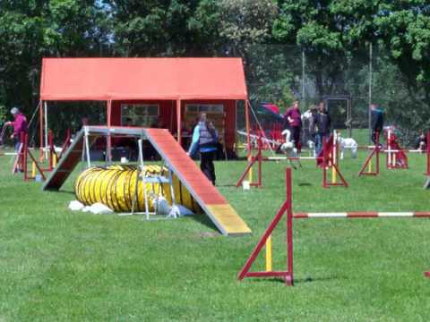 Agility A1 Large Stuhr 02.06.13 1.Platz! :)