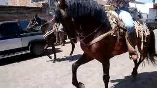 preview picture of video 'Desfile del toro de once. Fiestas Taurinas La Manzanilla de la Paz'
