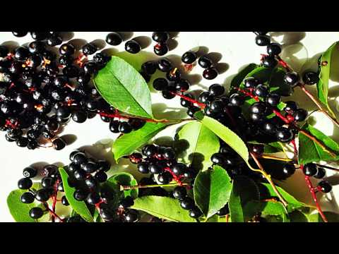 Nalewka z czeremchy.