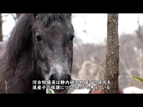 知のフィールド #1 北海道大学 静内研究牧場「森のなかの畜産研究」