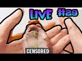 Reaction Livestream 29 Send Me Videos To Watch Add Video Title Or Link