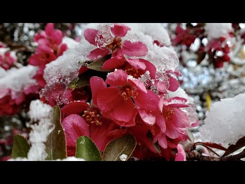 Utah's Weather Authority | More light snow possible today - Apr 13