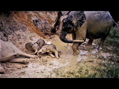 Wild elephant moms and their tiny babies relax, spray, wallow and play in mud. Natures' pure bliss