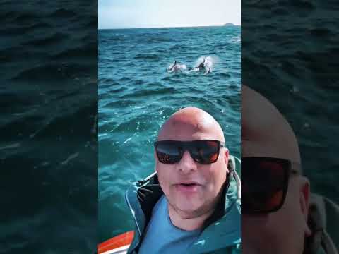 Retrospectiva das Baleias em Ilhabela 🐋 Momentos incríveis no mar!