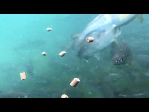 バイオデータサイエンス学科 養殖ビワマスの水中映像