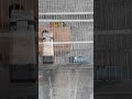 NO SENSOR