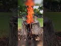 Stump Burning🔥Caught by Fire Department‼️