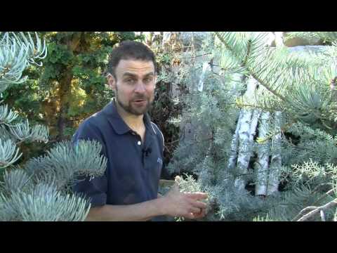 Selecting the right blue evergreen conifer for your yard