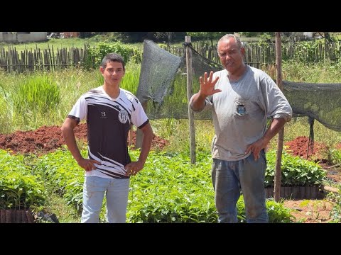 ENTREGANDO MUDAS DE CAFÉ DE CAMINHÃO PRA DOM VIÇOSO/MG | MOTORISTA BOM DE MANOBRA 