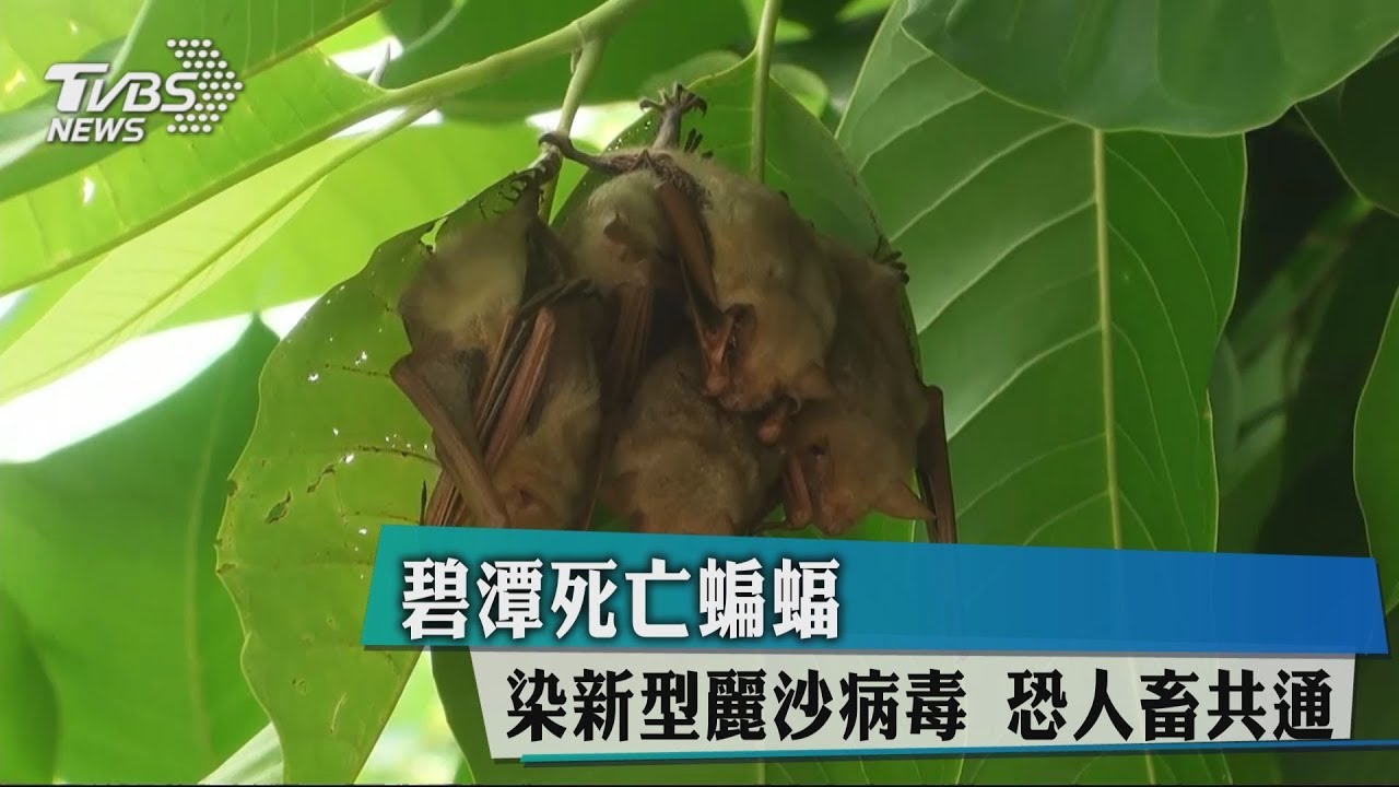 碧潭死亡蝙蝠染新型麗沙病毒　恐人畜共通