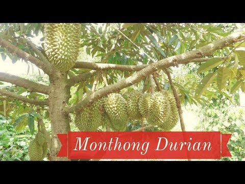 Durian Fruits and Trees