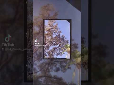 pokok durian dah berbunga