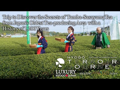 Trip to Discover the Secrets of Tamba-Sasayama Tea with a History of 1,200 Years