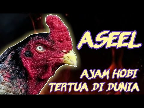 , title : 'Inilah Jenis Ayam Aseel Paling Populer Didunia.'