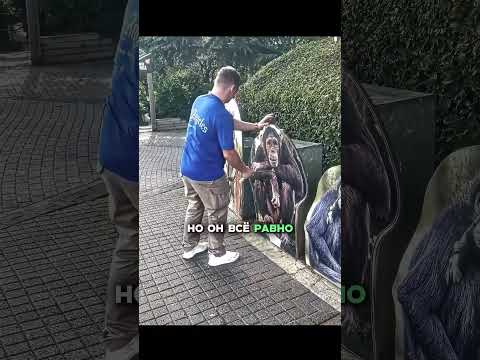 Сравнение силы человека и животных 💪😅 Человек победил? #shorts #юмор #концовка