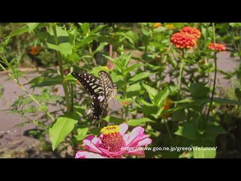 百日草にナミアゲハ　66倍スローモーション#昆虫の飛翔
