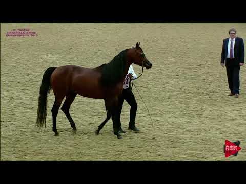 N.302 SHARAF AL SHAHANIA - 21st Qatar National 2018