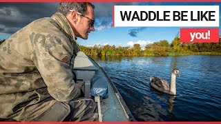 Hand-reared Cygnet who was Taken Away to Live Like a Swan is Reunited with His Owner | SWNS TV