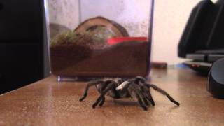 Columbia Pet Center -- An Eight-Legged Dream