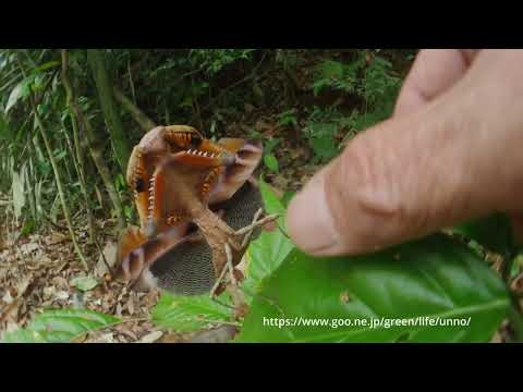 ヒシムネカレハカマキリを魚露目で撮影