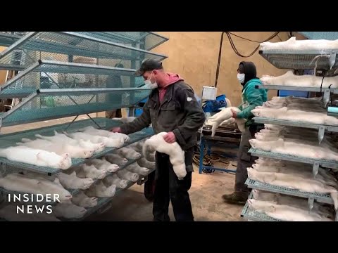 Europe Is Slaughtering Millions Of Mink To Curb The Spread Of ...