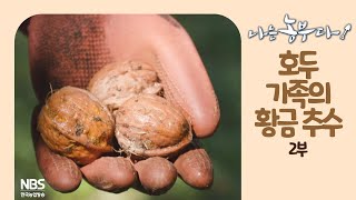 [나는농부다 219회 2부] 호두 가족의 황금 추수