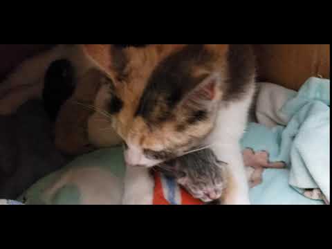 2020/03/28 After Birth