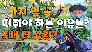 가지 다수확 방법, 잎을 꼭 따줘야한다? 가지 잎따기 가지곁순제거 가지재배 가지농사 - the cultiva…