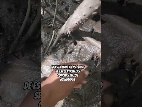 esta es la manera de buscar las conchas en los manglares #viralvideo #youtubeshorts