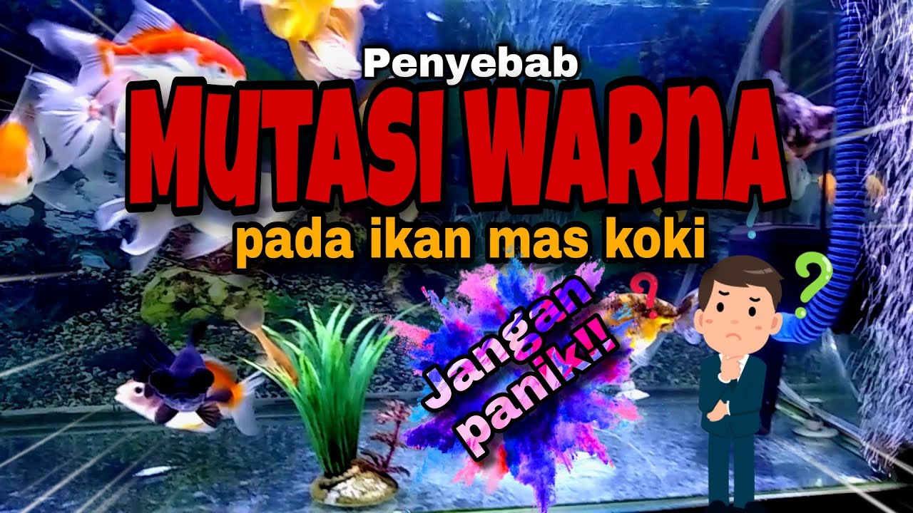 PENYEBAB MUTASI WARNA PADA IKAN MAS KOKI - BERUBAH WARNA - BERMUTASI