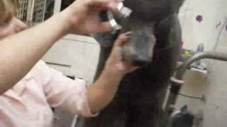 Adriana Skolimoski (estetica canina adriana ) German Clip poodle standard