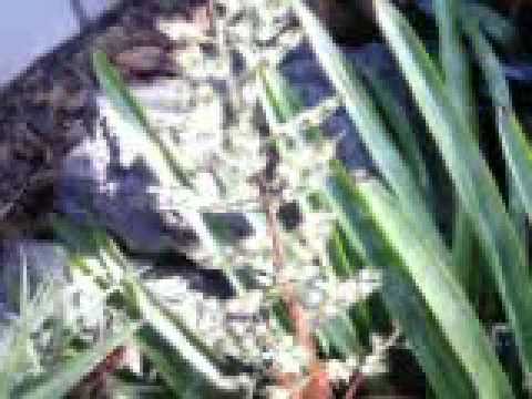 Trio Los Chamas - La Flor de la Canela