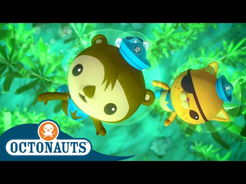 Giant Kelp Forest and The Narwhal