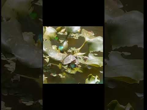 Natural animal.#animals #shortsviral 🐢🐢🐢🐢