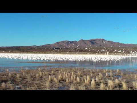  A whole flock of snow geese taking flight really takes your breath away.