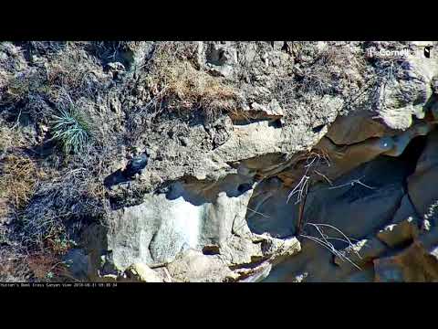 Daredevil California Condor Chick Stalks the Cliff's Edge | Hutton's Bowl Condor Cam