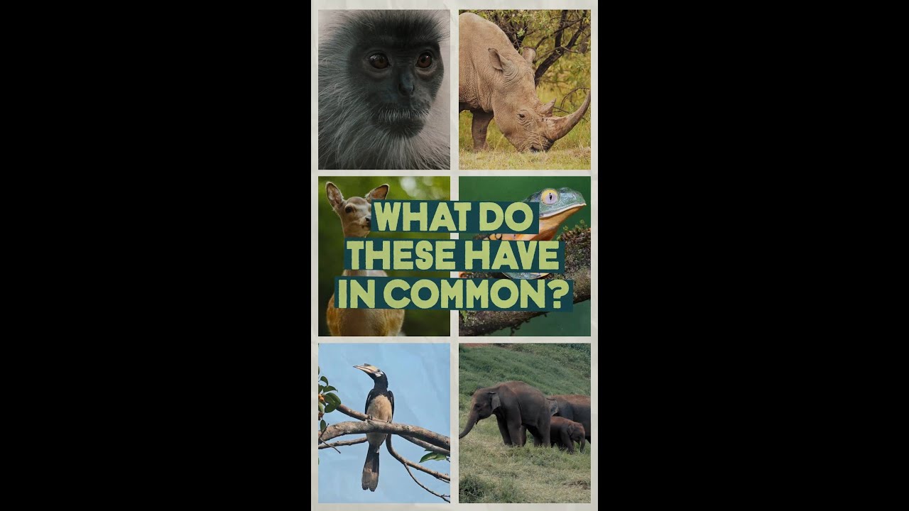 What do these have in common?